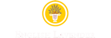 ENGLISH LAVENDER