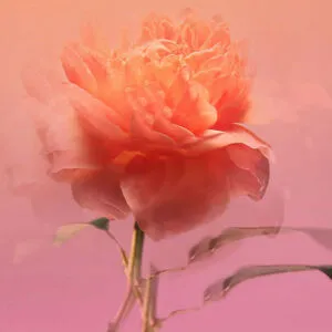 3760035451662.webp
