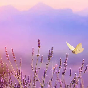 3770034994039_3.webp