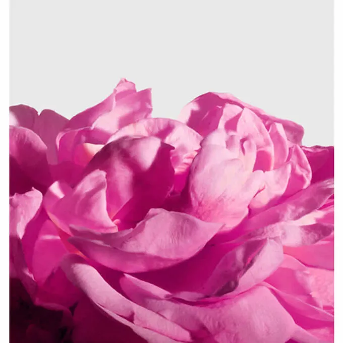 Matiere Premiere Radical Rose Extrait De Parfum Spray 100ml