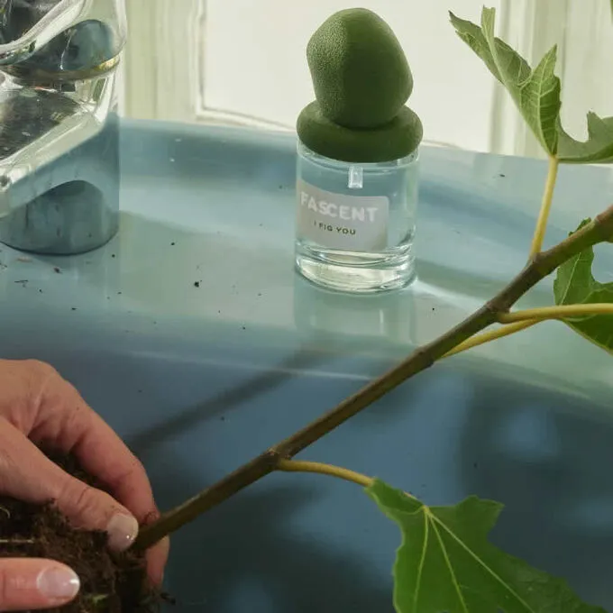 Fascent I Fig You Eau De Parfum Spray 30ml | ニッチな香水