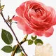 0711367109564.webp