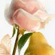 0711367109601.webp