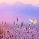 3770034994039_3.webp